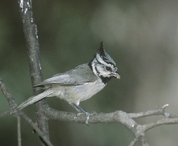 Bridled Titmouse (Baeolophus wollweberi) photo image