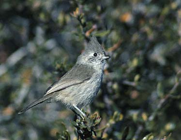 Juniper Titmouse (Baeolophus ridgwayi) photo image