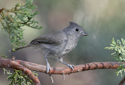 Juniper Titmouse (Baeolophus ridgwayi) photo image