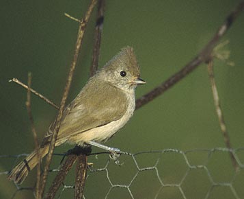 Oak Titmouse (Baeolophus inornatus) photo image