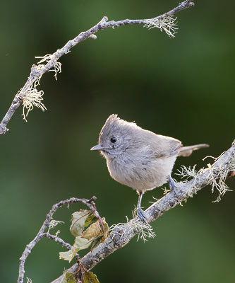 Oak Titmouse (Baeolophus inornatus) photo image