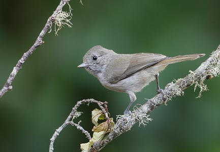Oak Titmouse (Baeolophus inornatus) photo image