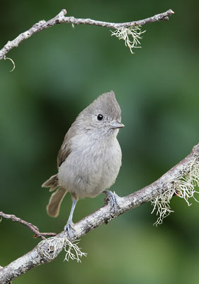 Oak Titmouse (Baeolophus inornatus) photo image
