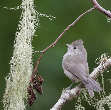 Oak Titmouse (Baeolophus inornatus) photo image