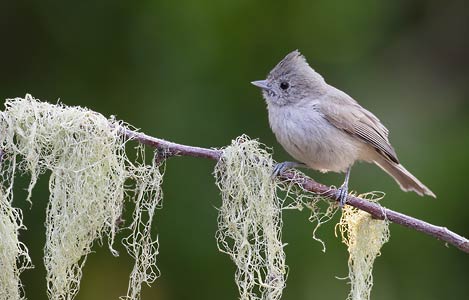 Oak Titmouse (Baeolophus inornatus) photo image
