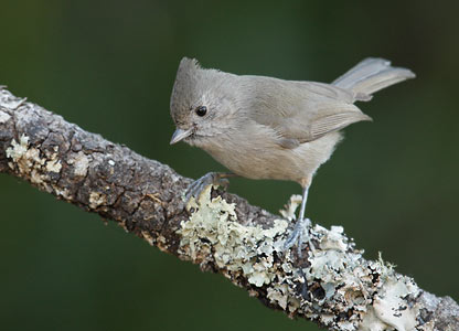 Oak Titmouse (Baeolophus inornatus) photo image