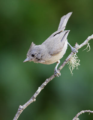 Oak Titmouse (Baeolophus inornatus) photo image