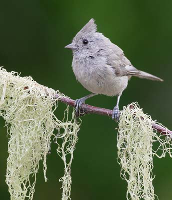 Oak Titmouse (Baeolophus inornatus) photo image