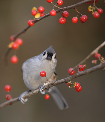 Tufted Titmouse (Baeolophus bicolor) photo