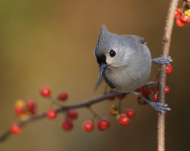 Tufted Titmouse (Baeolophus bicolor) photo