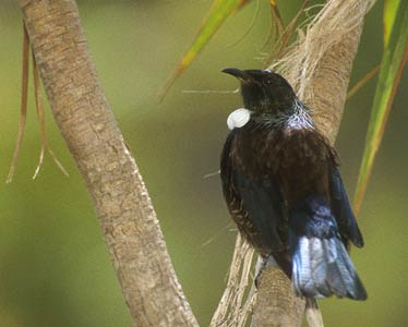 Tui (Prosthemadera novaeseelandiae) photo image