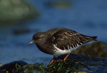 Black Turnstone (Arenaria melanocephala) photo image