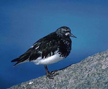 Black Turnstone (Arenaria melanocephala) photo image