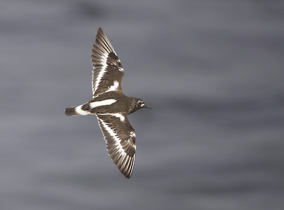Black Turnstone (Arenaria melanocephala) photo image