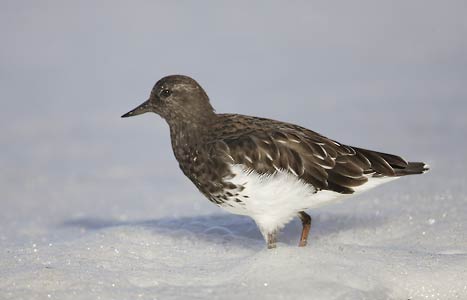 Black Turnstone (Arenaria melanocephala) photo image