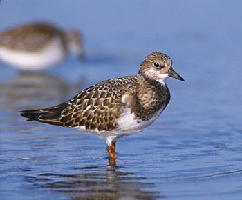 Ruddy Turnstone (Arenaria interpres) photo image