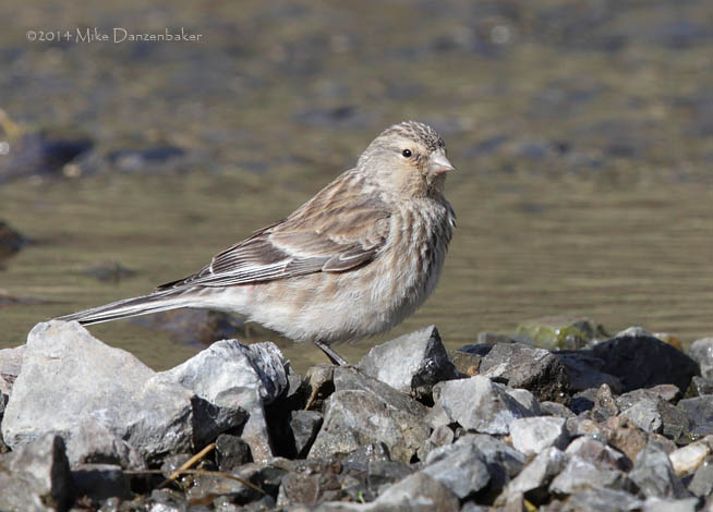 Twite (Carduelis flavirostris) photo