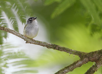 Black-capped Pygmy-Tyrant (Myiornis atricapillus) photo image