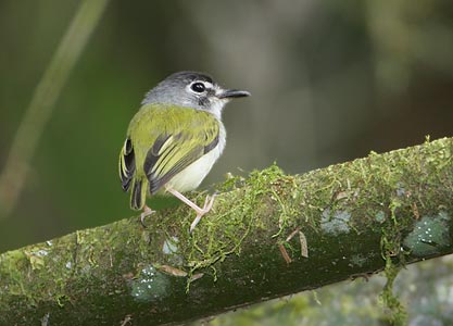 Black-capped Pygmy-Tyrant (Myiornis atricapillus) photo image