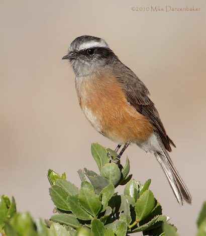D'Orbigny's Chat-Tyrant (Ochthoeca oenanthoides) photo image