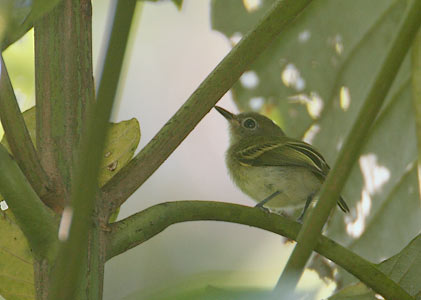 Double-banded Pygmy-Tyrant (Lophotriccus vitiosus) photo image