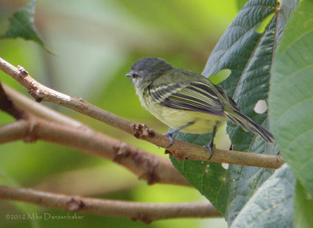 Ecuadorian Tyrannulet (Phylloscartes gualaquizae) photo