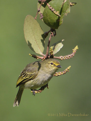 Golden-faced Tyrannulet (Zimmerius chrysops) photo image