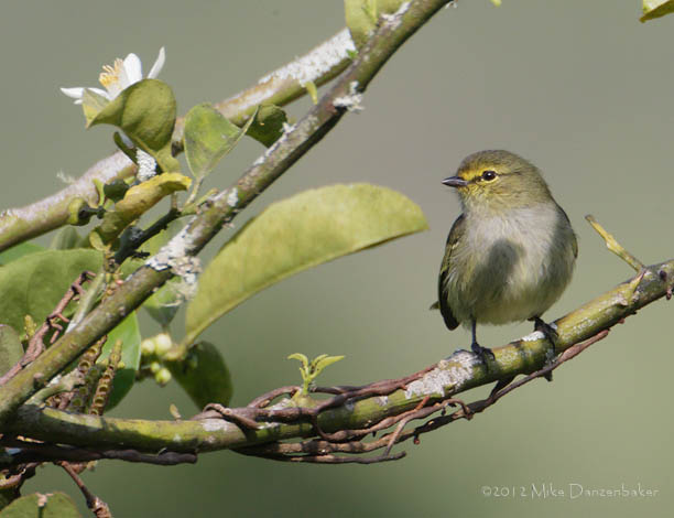 Golden-faced Tyrannulet (Zimmerius chrysops) photo image