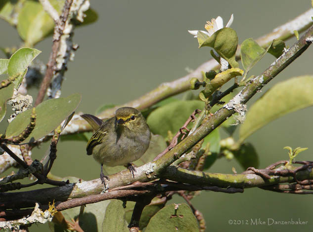 Golden-faced Tyrannulet (Zimmerius chrysops) photo image
