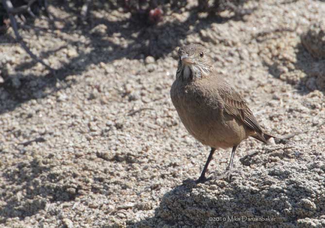 Great Shrike-Tyrant (Agriornis lividus) photo image