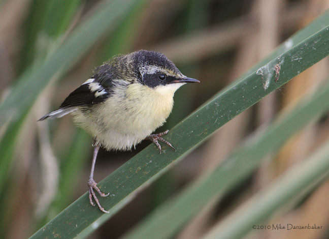 Many-colored Rush Tyrant (Tachuris rubrigastra) photo