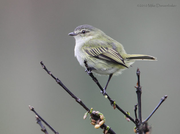 Paltry Tyrannulet (Zimmerius vilissimus) photo