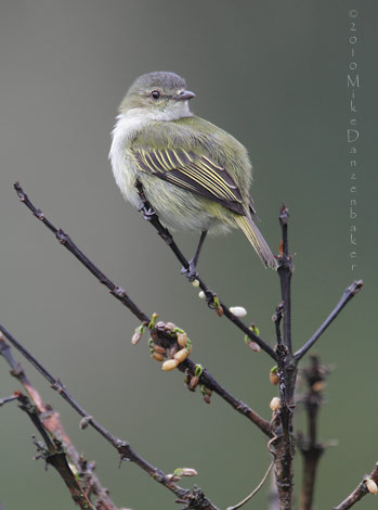 Paltry Tyrannulet (Zimmerius vilissimus) photo