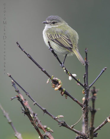 Paltry Tyrannulet (Zimmerius vilissimus) photo