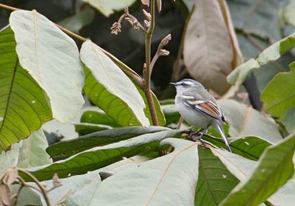 Rufous-winged Tyrannulet (Mecocerculus calopterus) photo image