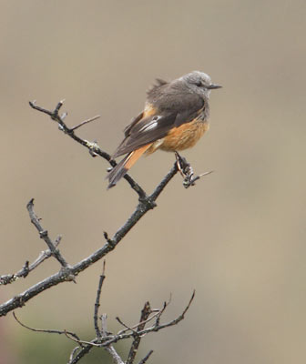 Red-rumped Bush Tyrant (Cnemarchus erythropygius) photo image