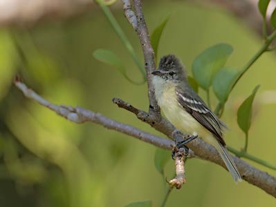 Southern Beardless Tyrannulet (Camptostoma obsoletum) photo image