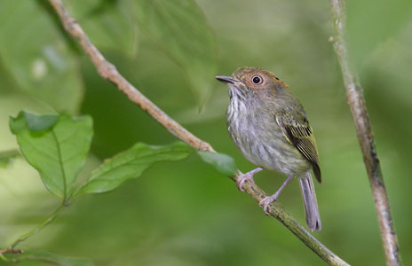 Scale-crested Pygmy-Tyrant (Lophotriccus pileatus) photo image