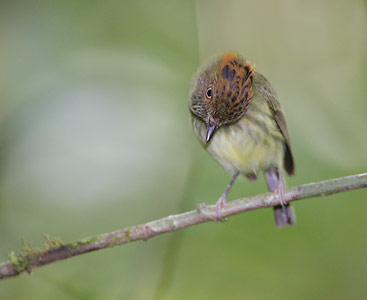 Scale-crested Pygmy-Tyrant (Lophotriccus pileatus) photo image