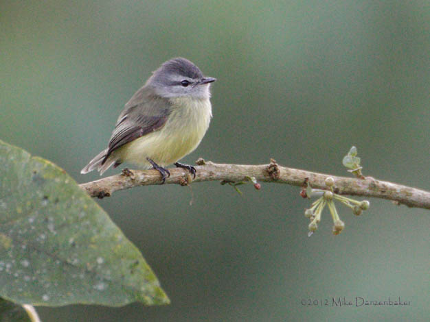 Sooty-headed Tyrannulet (Phyllomyias griseiceps) photo image