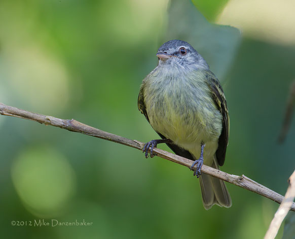 White-fronted Tyrannulet (Phyllomyias zeledoni) photo image