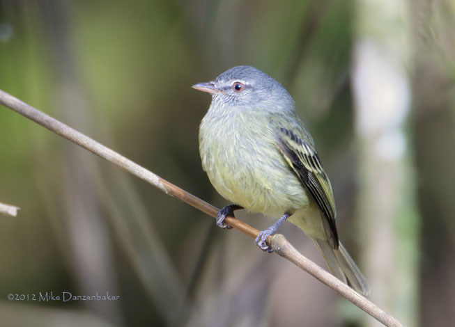 White-fronted Tyrannulet (Phyllomyias zeledoni) photo image
