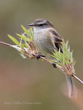 White-throated Tyrannulet (Mecocerculus leucophrys) photo