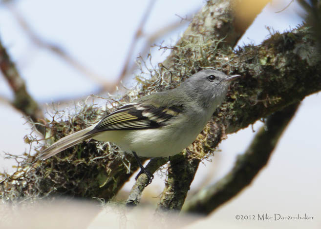 White-tailed Tyrannulet (Mecocerculus poecilocercus) photo