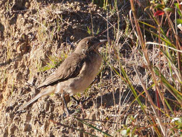 White-tailed Shrike-Tyrant (Agriornis albicauda) photo