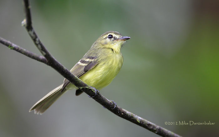 Yellow Tyrannulet (Capsiempis flaveola) photo image
