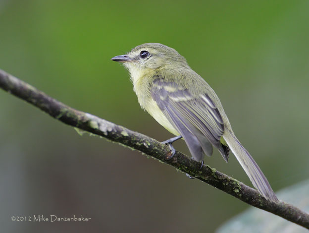 Yellow Tyrannulet (Capsiempis flaveola) photo image