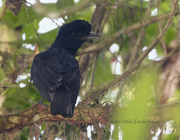Long-wattled Umbrellabird (Cephalopterus penduliger) photo