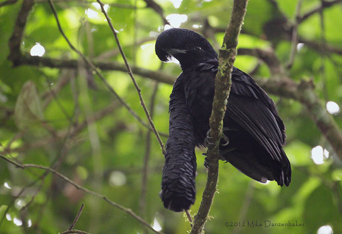 Long-wattled Umbrellabird (Cephalopterus penduliger) photo