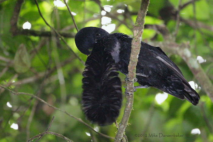 Long-wattled Umbrellabird (Cephalopterus penduliger) photo